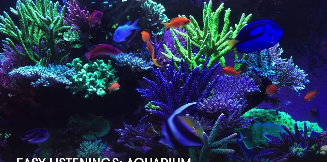 Easy Listenings: Aquarium (2023)