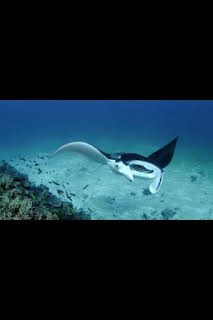 14:10: Superviviente por naturaleza: Un gran océano azul | Nat Geo Wild | 7/14 2026