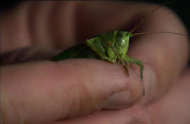 Bonderøven: Episode 16