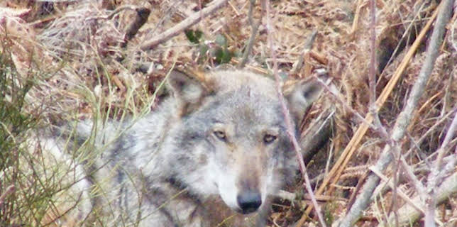 11:50: Abenteuer Wildnis | BR Fernsehen | 2/23 2026