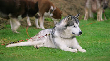 4:00 PM: The Supervet: Noel Fitzpatrick (S3 E5) (S3) | W | 4/9 2026