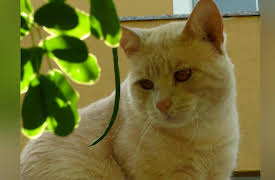 Petchannel Brasil: Gigoia Island