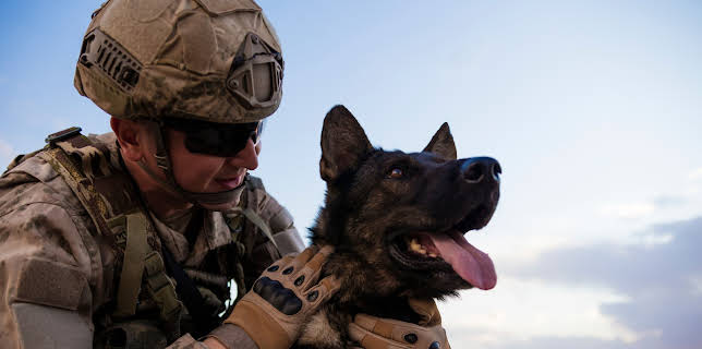 18:00: Tiere im Krieg – Begleiter und Beschützer | ZDFinfo | 12/24 2025