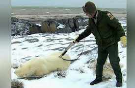 Risk Takers: Polar Bear Alert Agent