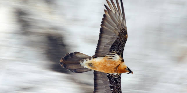 16:30: natur exclusiv | BR Fernsehen | 1/31 2026