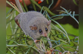 Coyote Peterson: Brave the Wild Season 1: Marsupial Madness