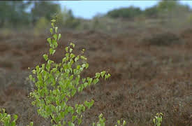 Bonderøven: Episode 10