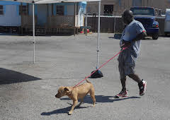 Pit Bulls & Parolees