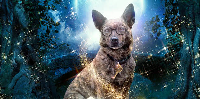 Amazing Wizard of Paws (2015)