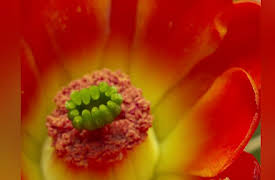 North America Season 1: Outlaws and Skeletons