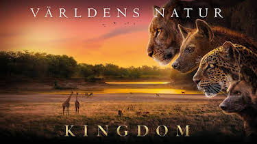 20:00: Världens natur: Kingdom | SVT2 | 7/8 2026