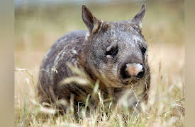 Wild Australia: Realm of the Wombat