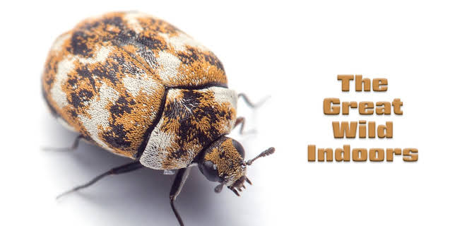 The Great Wild Indoors (2017)