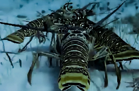 The Trials of Life: Finding the Way