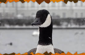 Awesome Animals and Mini Me: Season 1: Goose