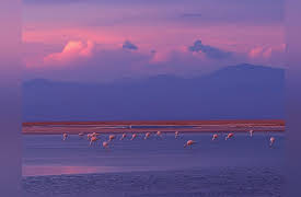 Green Paradise: Chile - Desert Voices