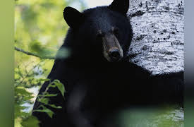 I Was Prey Season 1: Night Stalker