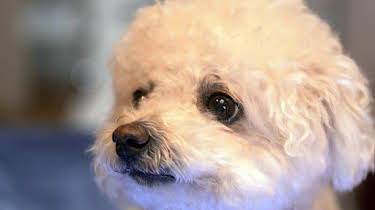 05:45: Die Tierärzte – Retter mit Herz | Das Erste | 11/9 2025