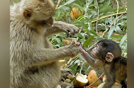 Redefining Reality: The Intellectual Implications of Modern Science: The Caring Brain