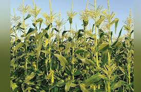 Food, Science, and the Human Body: The Neolithic Revolution