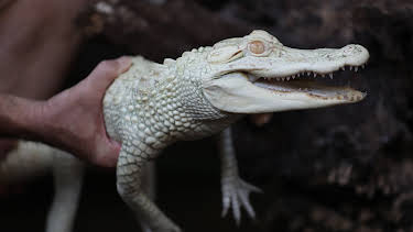 14:00: The Aquarium (S2 E8) (S2) | Animal Planet | 4/4 2026