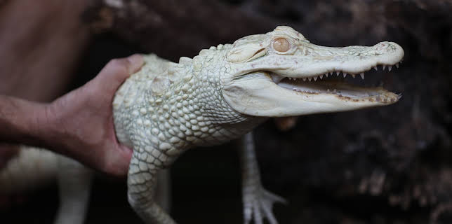 14:00: The Aquarium (S2 E8) (S2) | Animal Planet | 12/28 2025