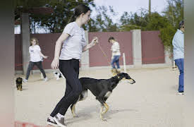 The Mighty Underdogs: Rewarding Bad Behavior