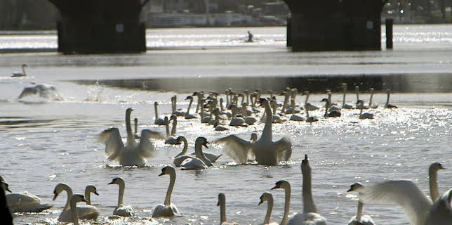 08:33: GEO Reportage | Arte | 12/6 2025