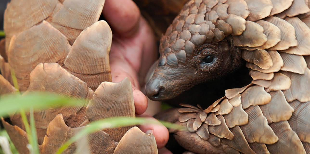 Pangolin: Kulu’s Journey (2025)