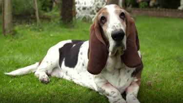 2:00 PM: The Supervet: Noel Fitzpatrick (S5 E11) (S5) | W | 1/18 2026