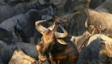 El verdadero club de la lucha