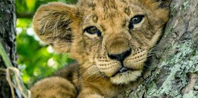 07:15: Los leones trepadores | Nat Geo Wild | 12/13 2025