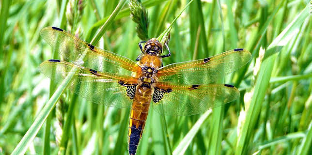 11:05 AM: Deadly 60 (S3) | CBBC | 3/19 2026