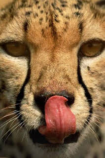 05:15: Instintos letales: Nacido para correr | Nat Geo Wild | 2/22 2026