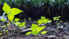 Skjulte bilskatter (S1 E15)