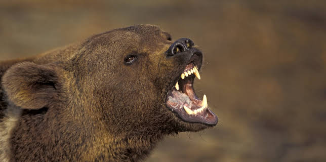 04:30: I Was Prey (S3 E2) (S3) | Animal Planet | 11/18 2025