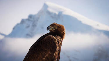 11:05 AM: Planet Earth II | CBBC | 9/25 2026