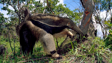 19:15: Big Five Südamerika (5/5) | RBB Fernsehen | 3/29 2026