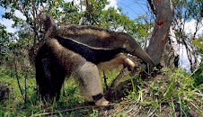 Big Five Südamerika (5/5)