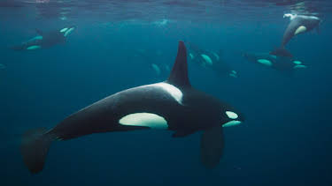 9:00 PM: Blue Planet (S2 E1) (S2) | Yesterday | 1/4 2026