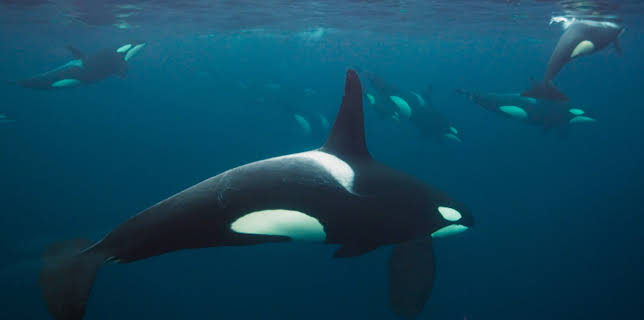 8:00 PM: Blue Planet (S2 E1) (S2) | Yesterday | 1/4 2026