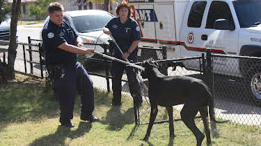03:15: Animal Cops Phoenix (S15 E9) (S15) | Animal Planet | 2/18 2026