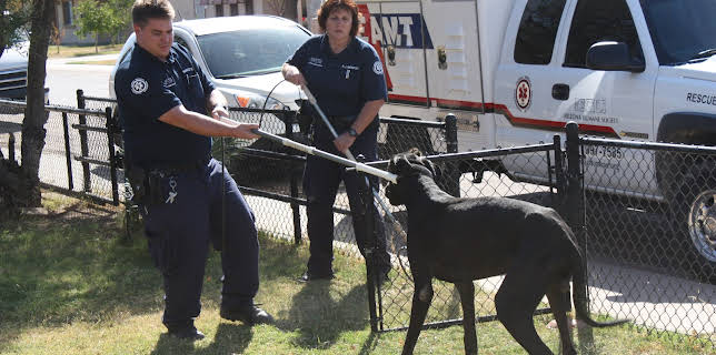 22:00: Animal Cops Phoenix (S15 E9) (S15) | Animal Planet | 11/9 2025