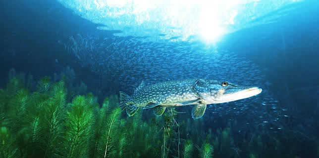 21:50: Gute Nachrichten vom Planeten | ARD Alpha | 3/2 2026