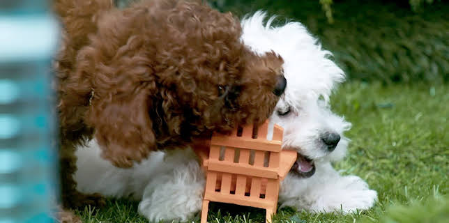 17:20: Rosin og Bolle: Hjelpsomme valper | NRK 3 | 2/6 2026
