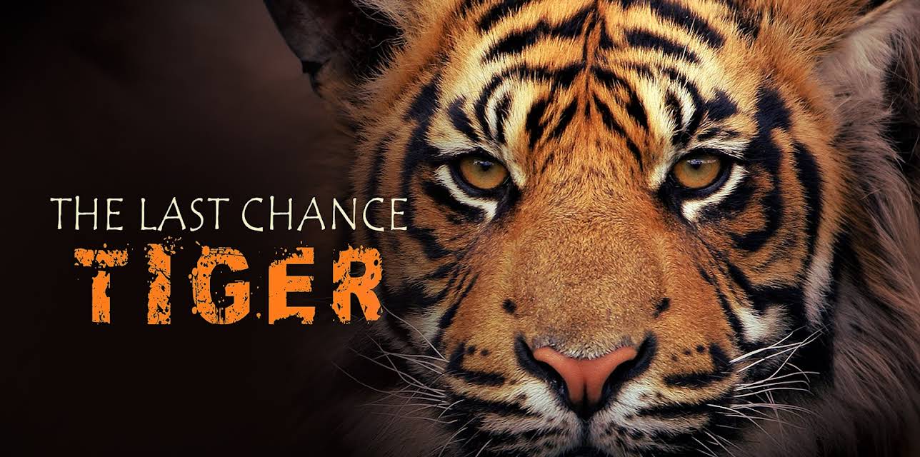 Last Chance Tiger (2011)