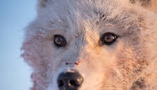 Ein perfekter Planet