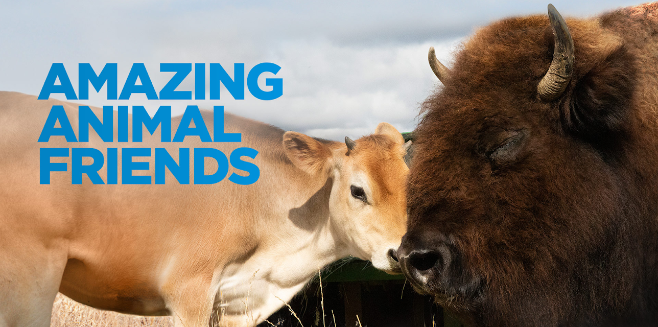 Amazing Animal Friends Season 1