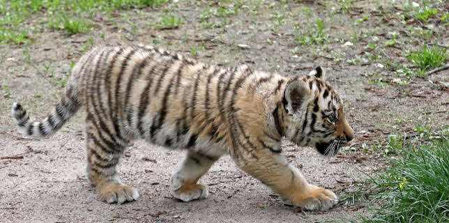 05:55: Giraffe, Erdmännchen & Co. (162) | HR Fernsehen | 1/29 2026