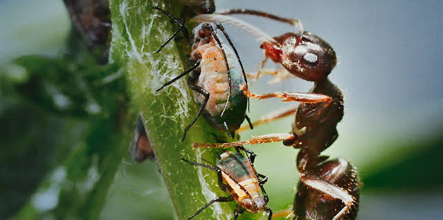 12:30: Ville vedunderlege dyr: Sommarfugl på Oppdrag Luremaur | NRK Super | 1/21 2026